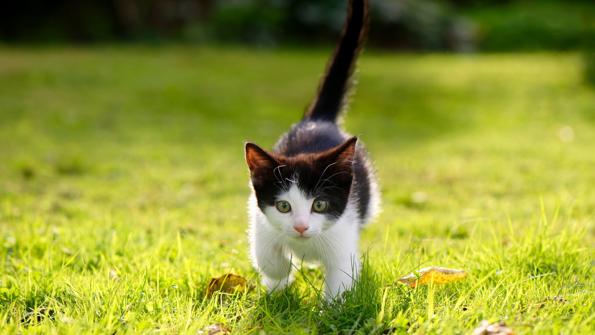 Kaiyun APP-战术革新：巨星新加盟助推球队战斗力飞跃，《战术》